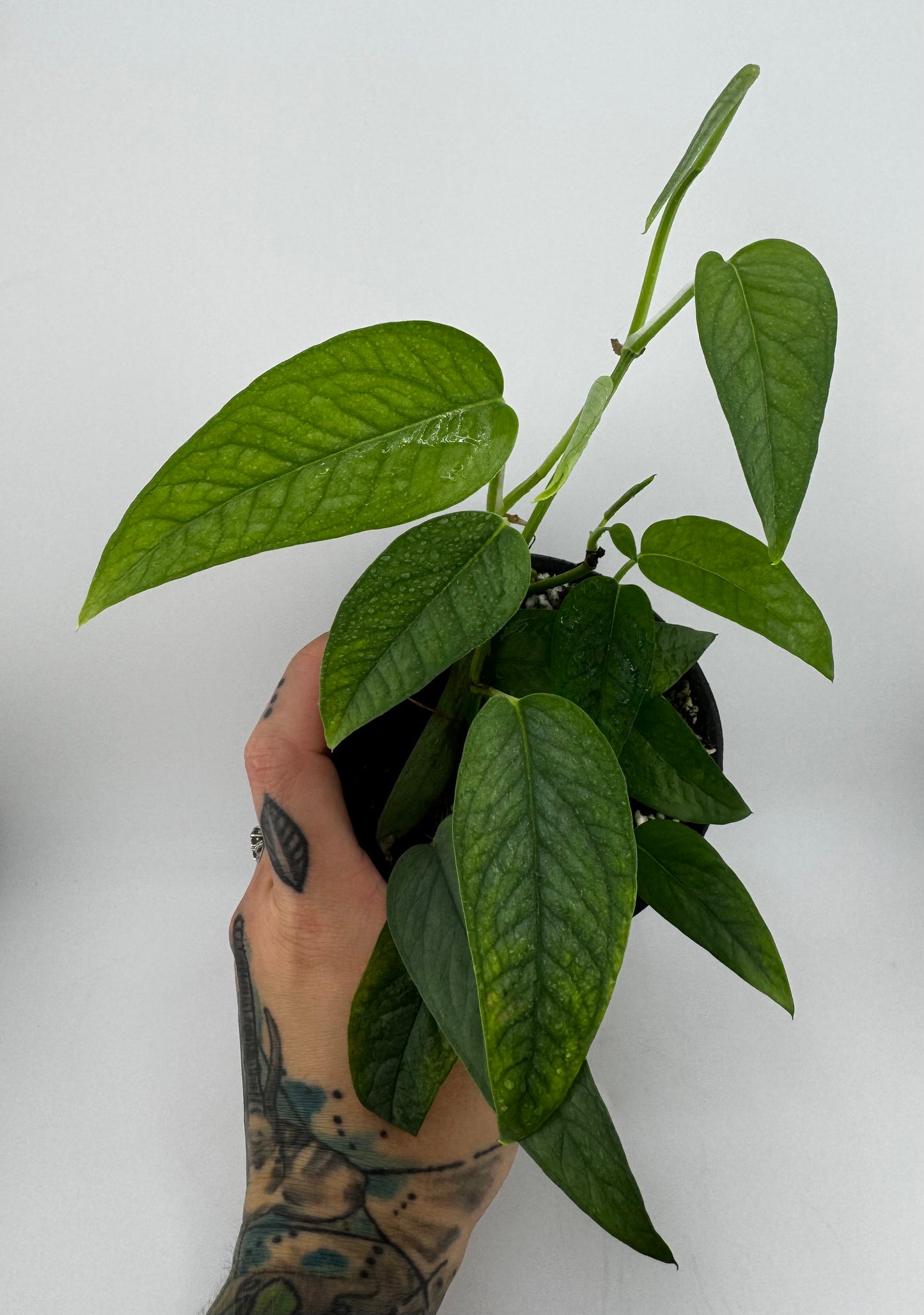 Pothos Cebu Blue