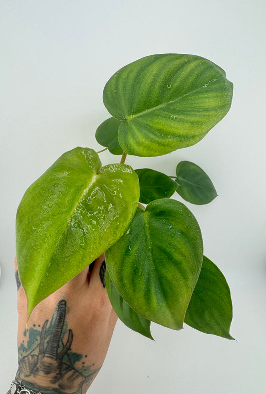 Philodendron Billienum (Billietiae x Pastazanum)