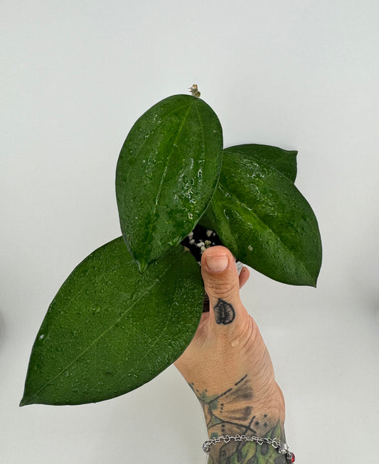 Hoya icensis