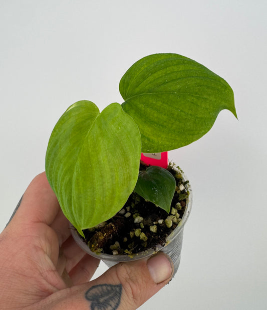 Philodendron fibraecataphyllum