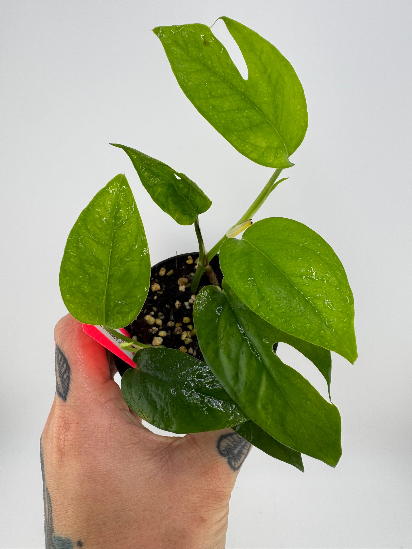 Epipremnum Pinnatum