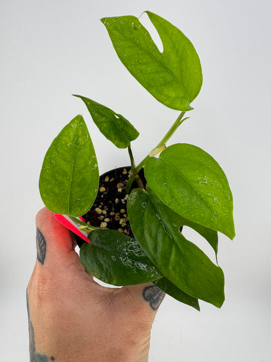 Epipremnum Pinnatum