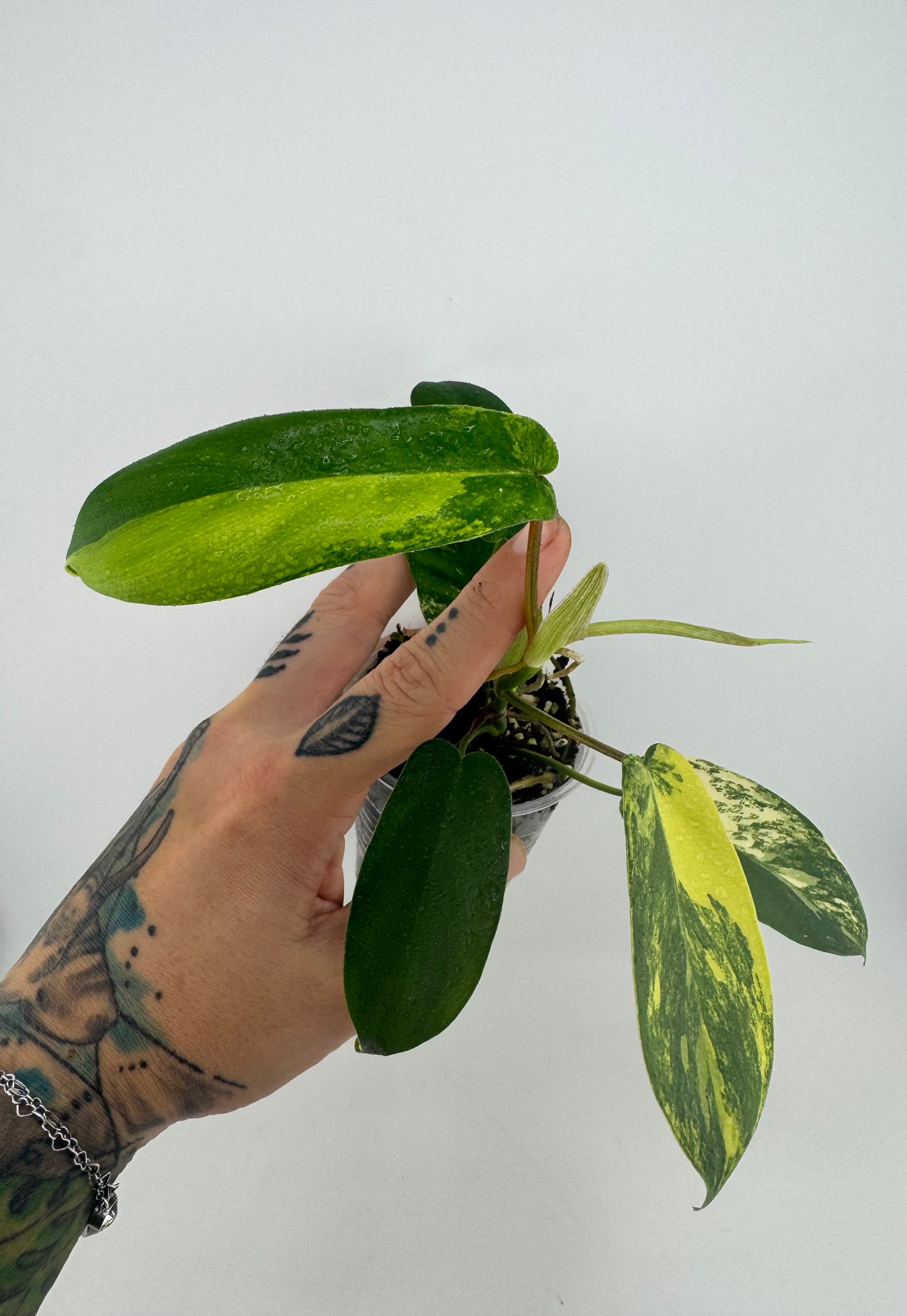 Philodendron Florida Beauty Variegated #1