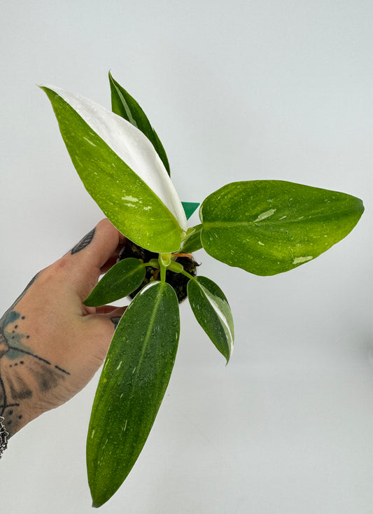 Philodendron White Princess