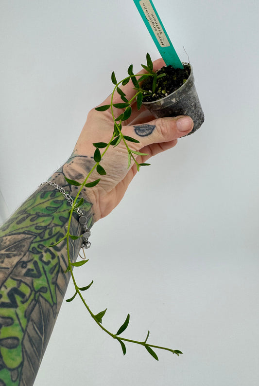 Hoya Engleriana ‘Vietnam’
