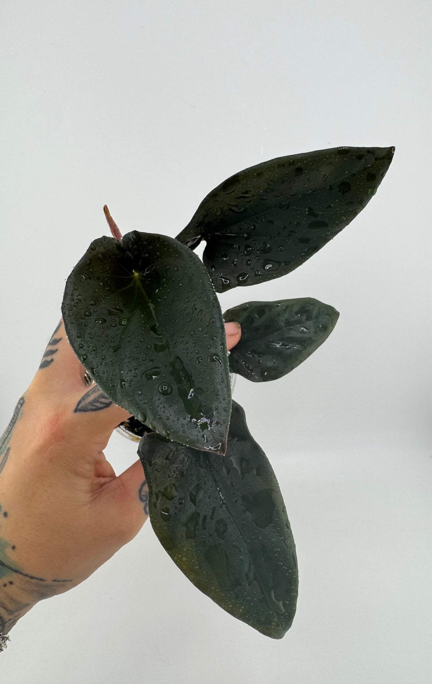 Syngonium llano carti