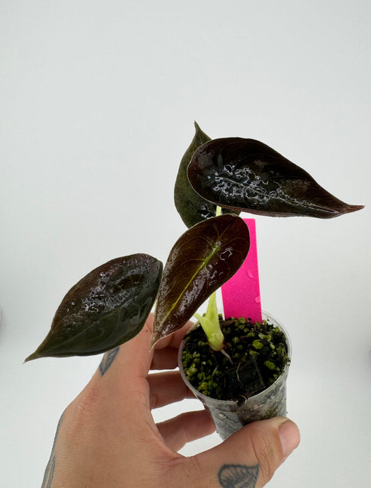 Alocasia Cuprea ‘red secret’