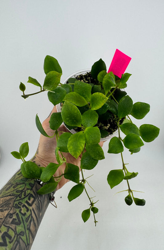 4” Hoya huschkeliana pink flower