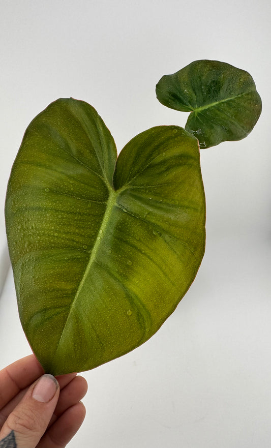 Philodendron Billienum (Billietiae x Pastazanum)