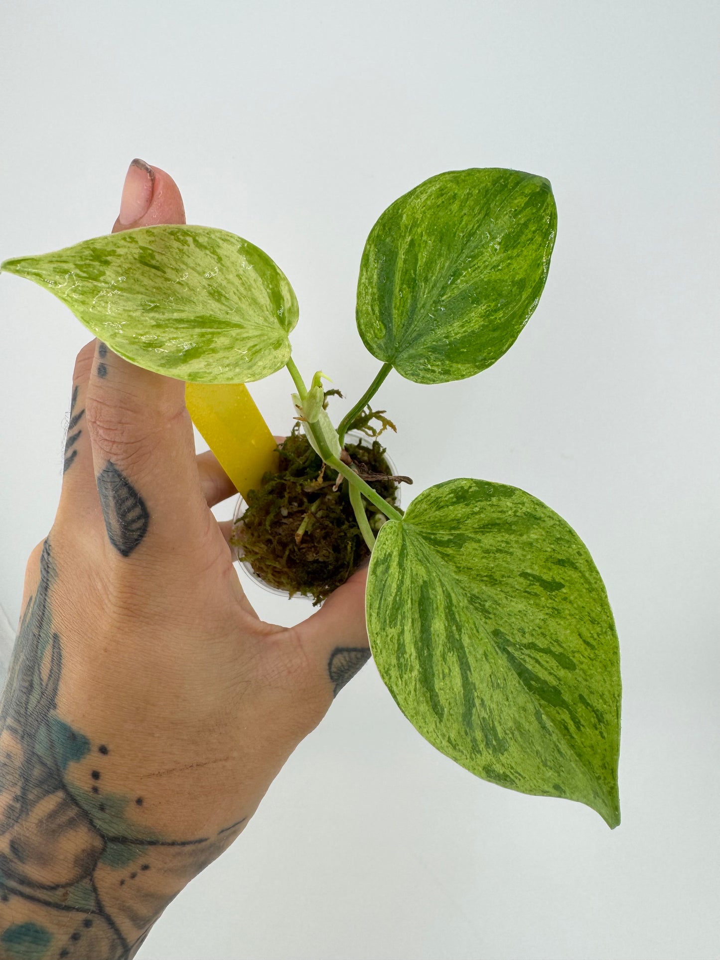 Philodendron Heartleaf Variegated
