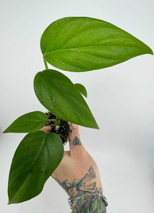 Raphidaphora Pertusa