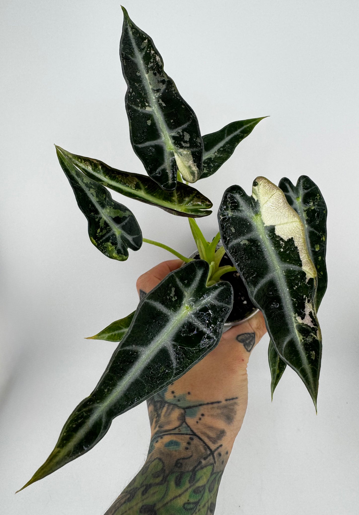 Alocasia Green Bambino Variegated #2