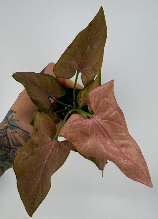 Syngonium Pink Salmon Revert