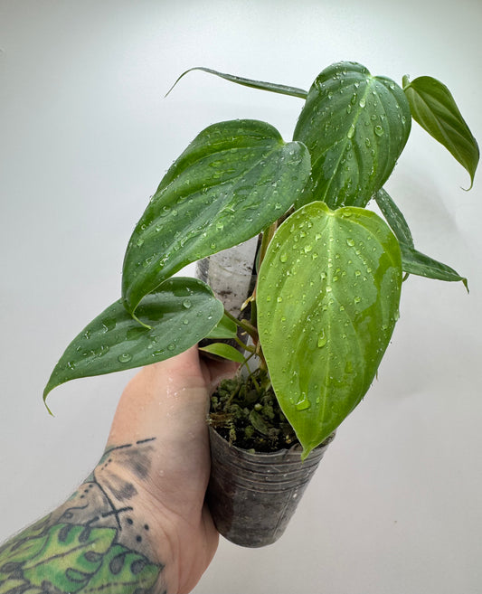 Philodendron Nangaritense