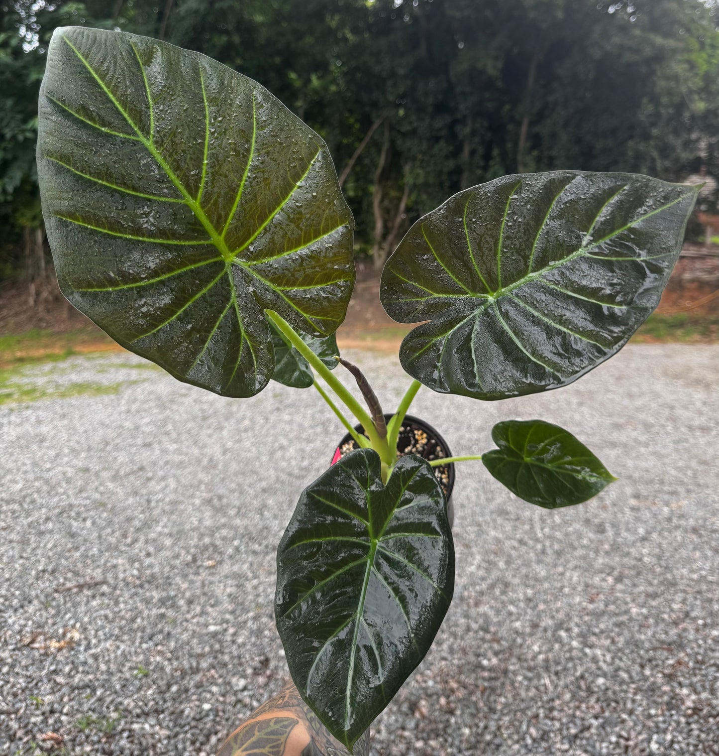 Alocasia Regal Shield