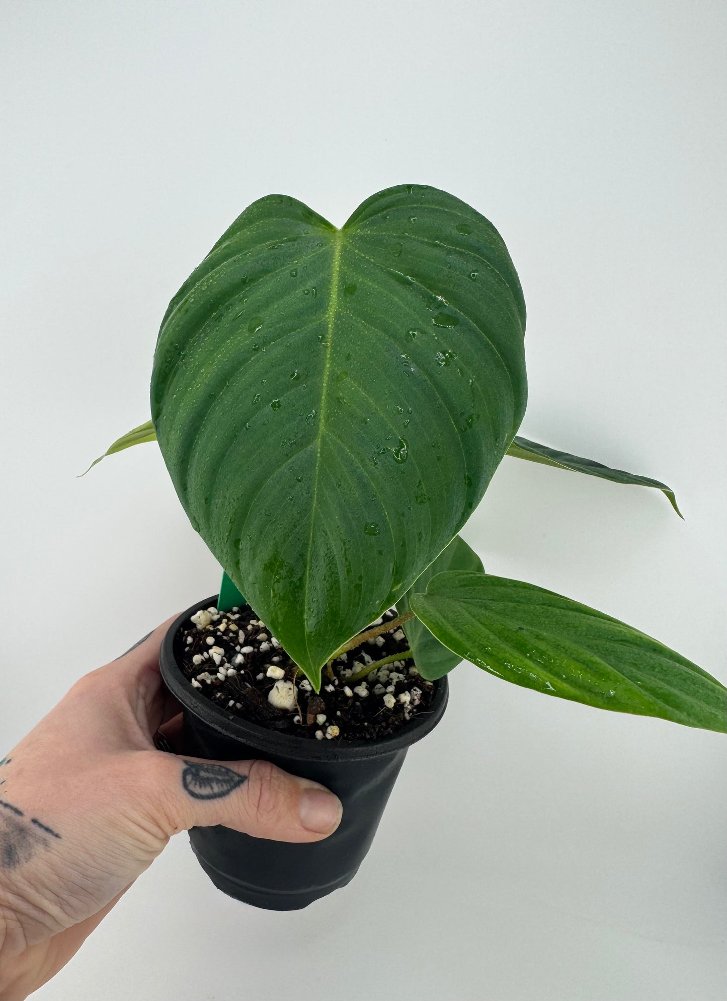 Philodendron Nangaritense ‘Fuzzy Petiole’