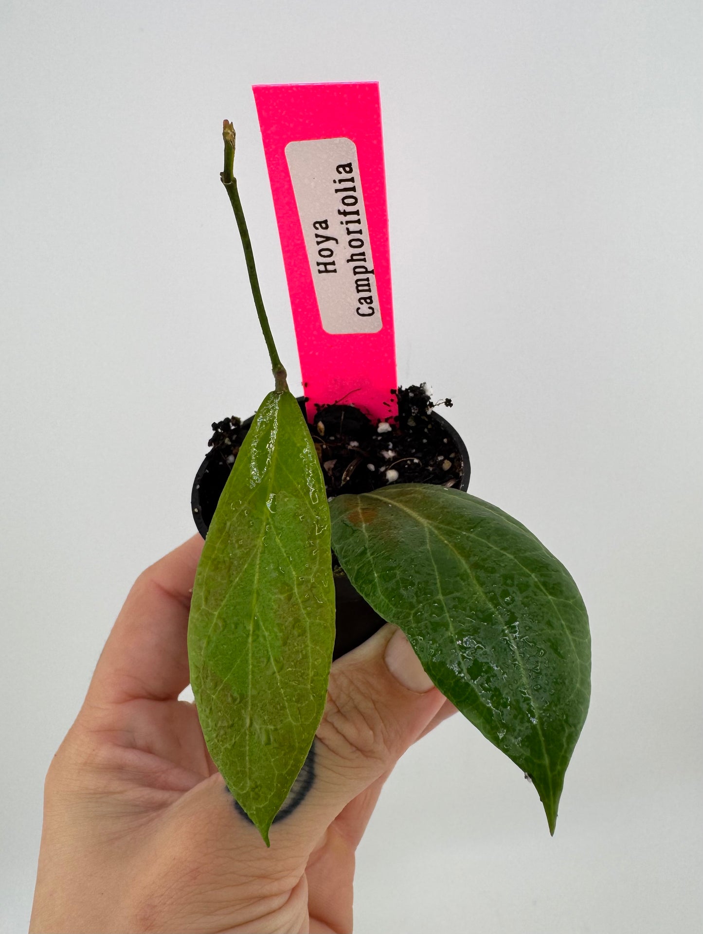 Hoya Camphorifolia