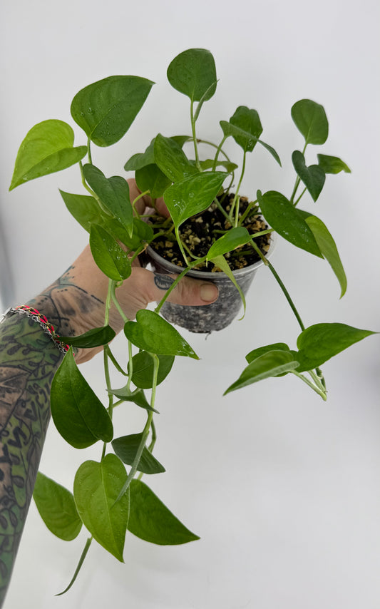 Monstera Lechleriana