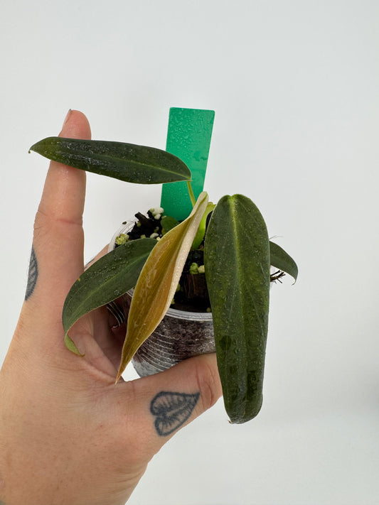Philodendron Gigas