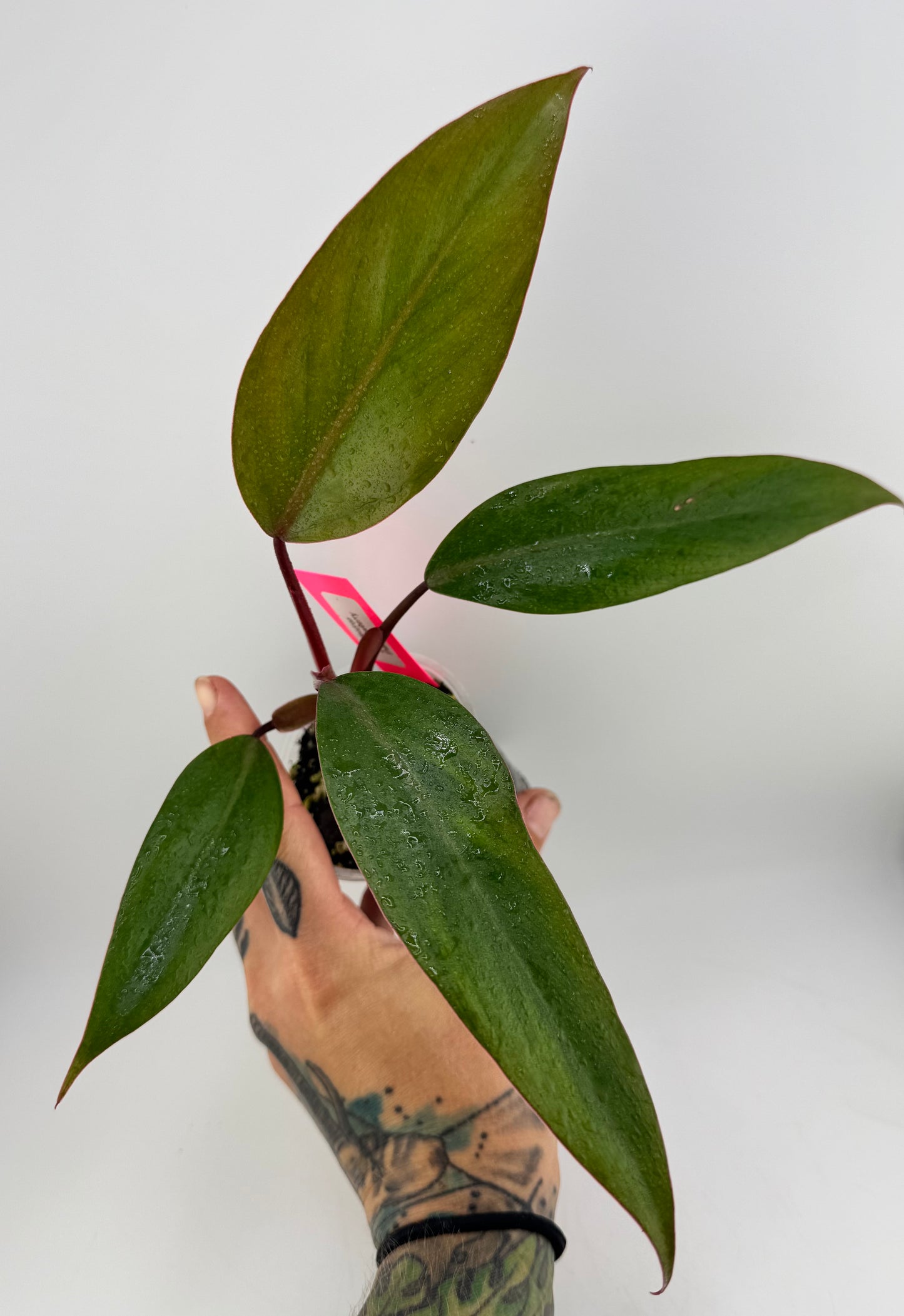 Philodendron Strawberry Shake #1
