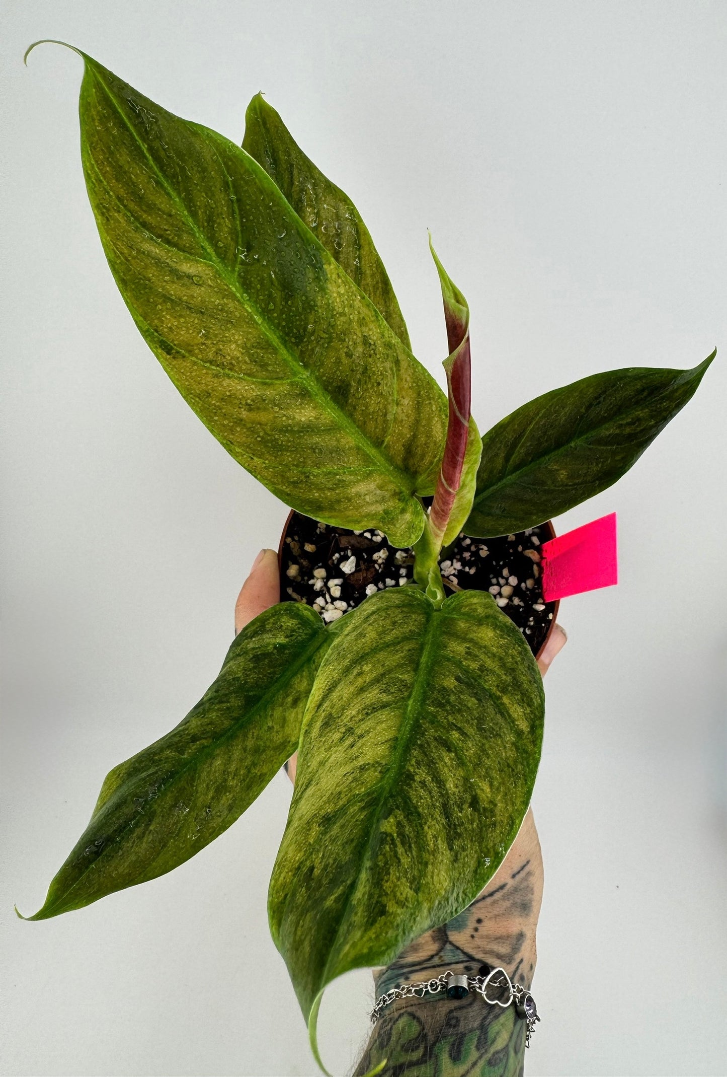 Philodendron Variegated Subhastum