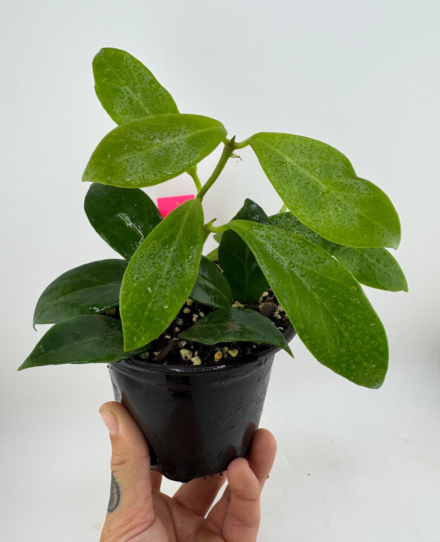 Hoya Rosiarioae