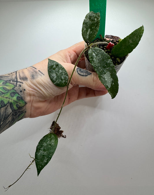 Hoya Cauda Sumatra