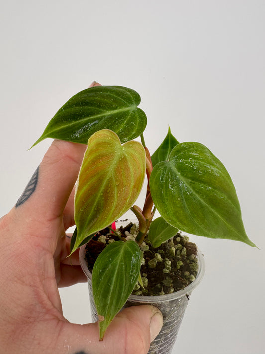 Philodendron El Choco Red
