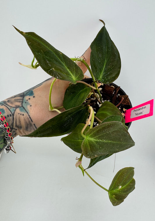 Philodendron micans