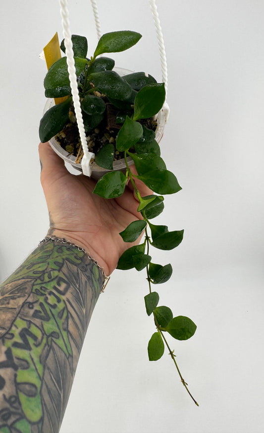 Hoya Huschkeliana yellow flower