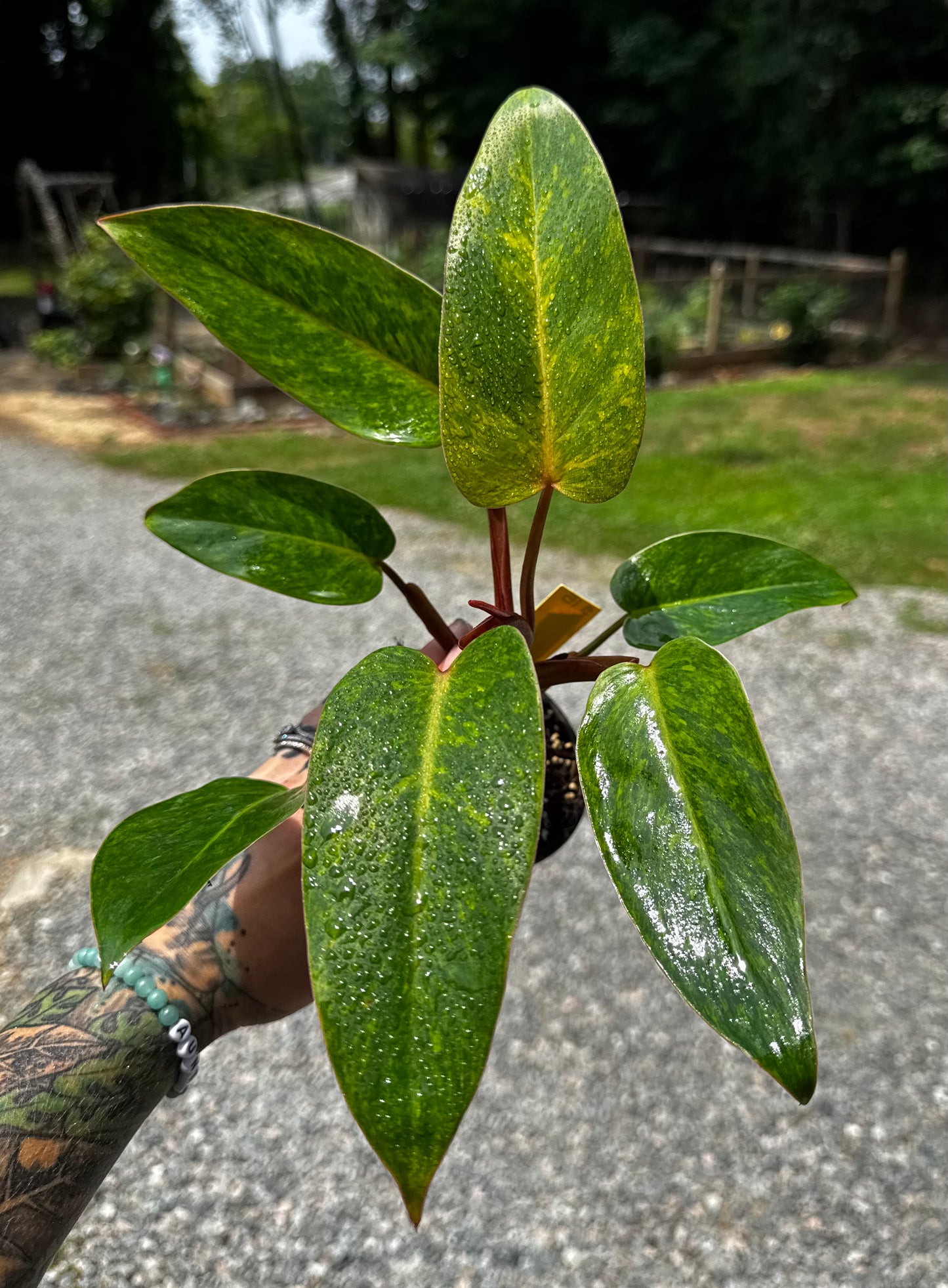 Philodendron Painted Lady