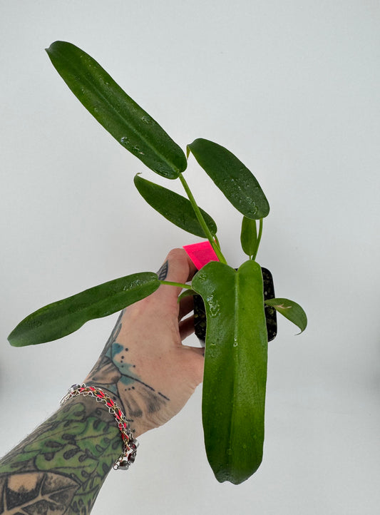 Philodendron Longilobotum/Leylani Miyano