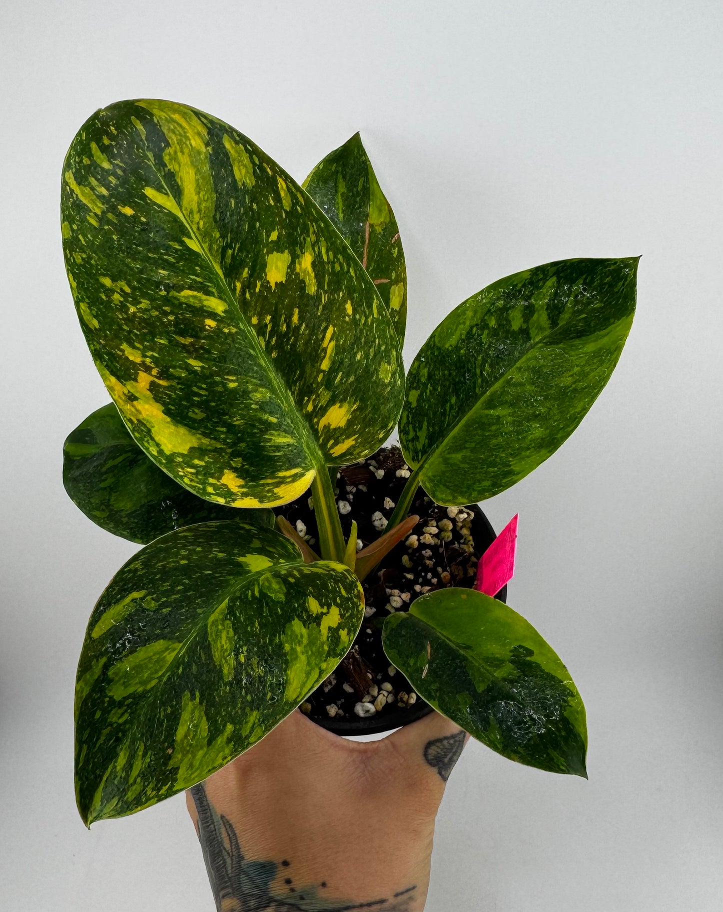 Philodendron variegated Green Congo nuclear
