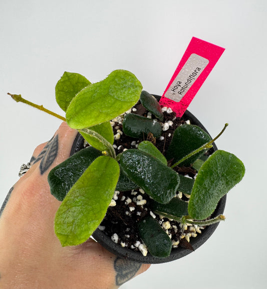 Hoya Rotundiflora