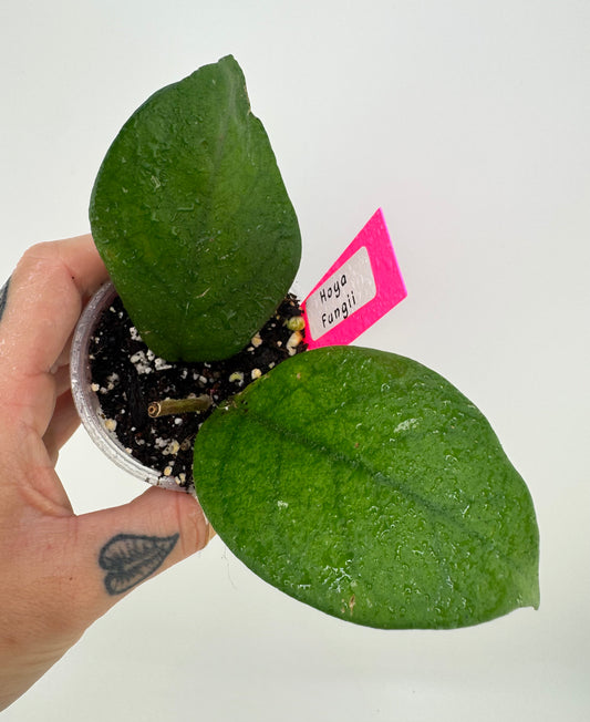 Hoya Fungii