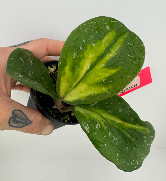 Hoya Obovota ‘Picta’ Inner Variegated