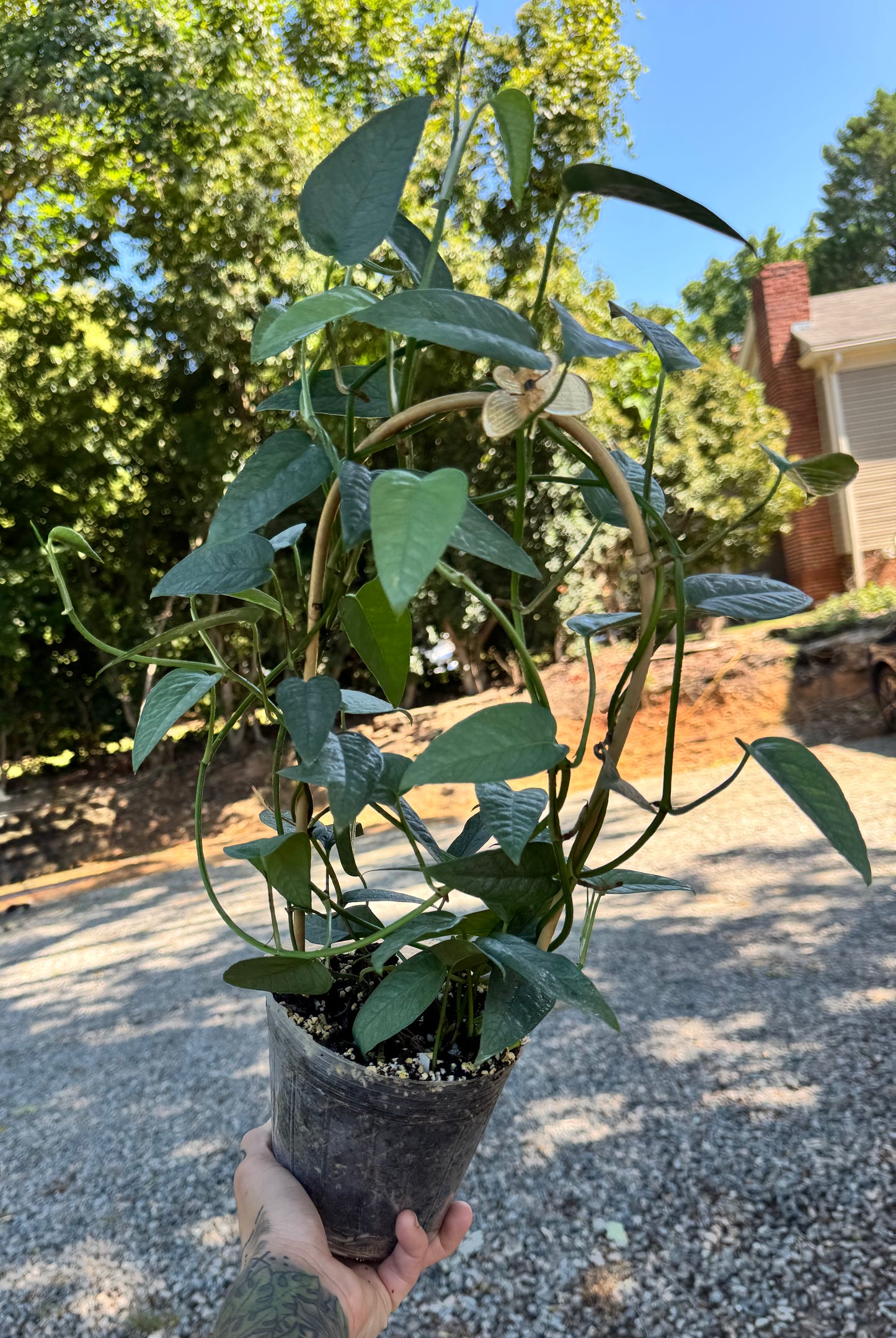 Pothos Cebu Blue on 16” trellis