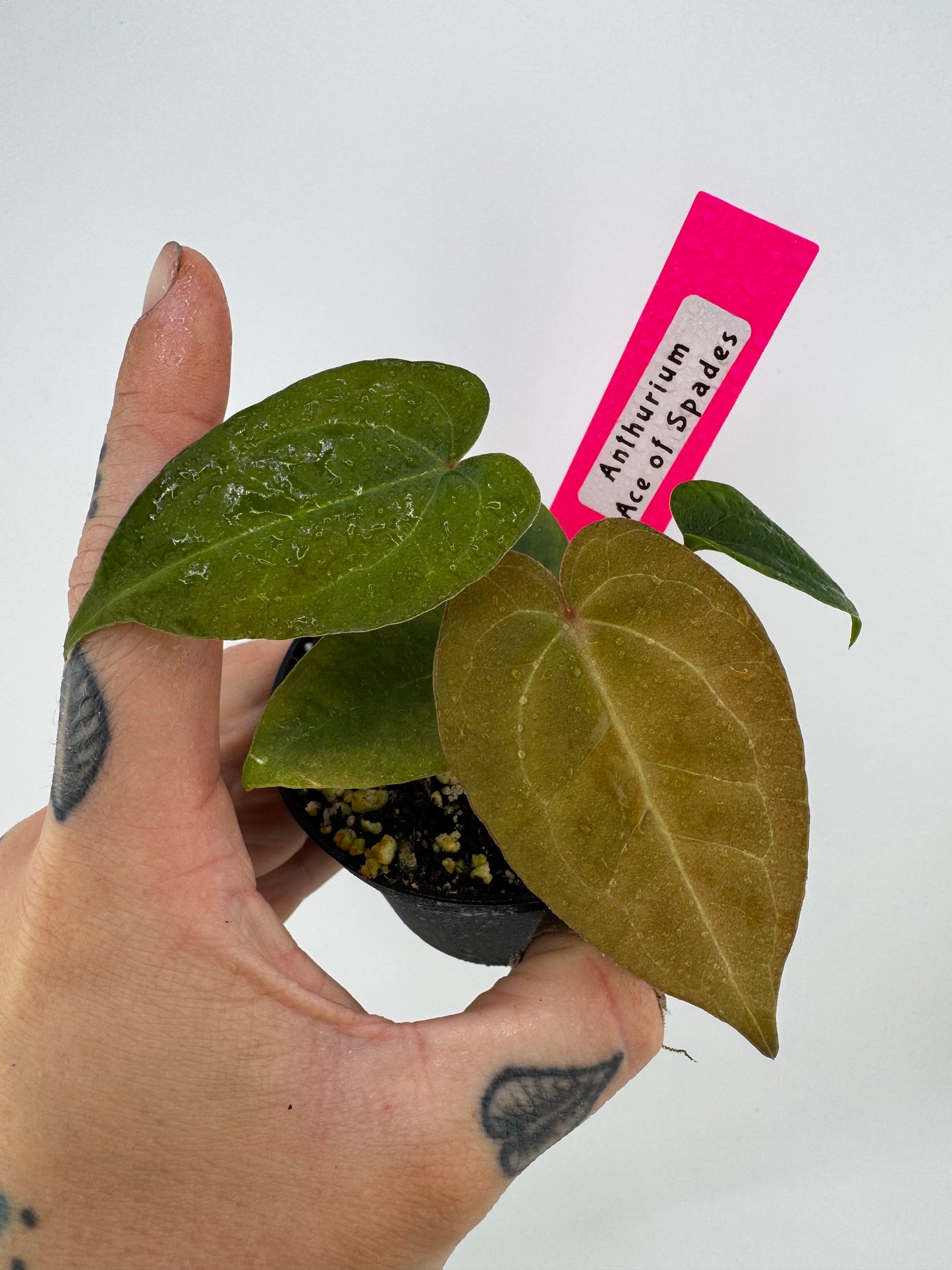 Anthurium Ace Of Spades