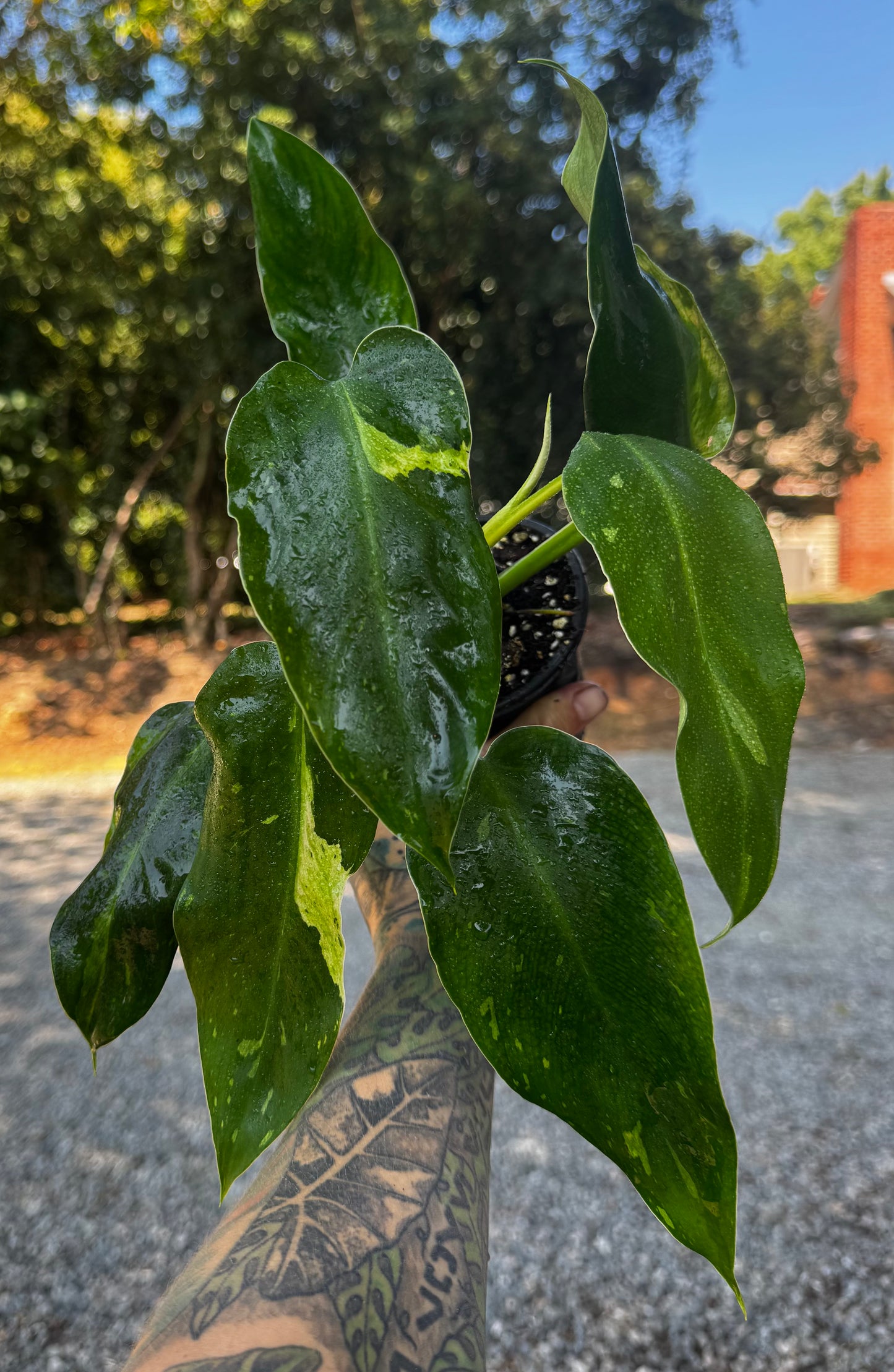 Philodendron Jose Buono