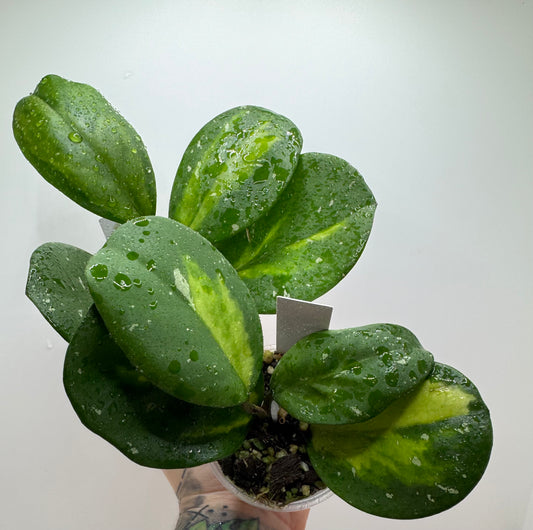 Hoya obovota picta inner variegated