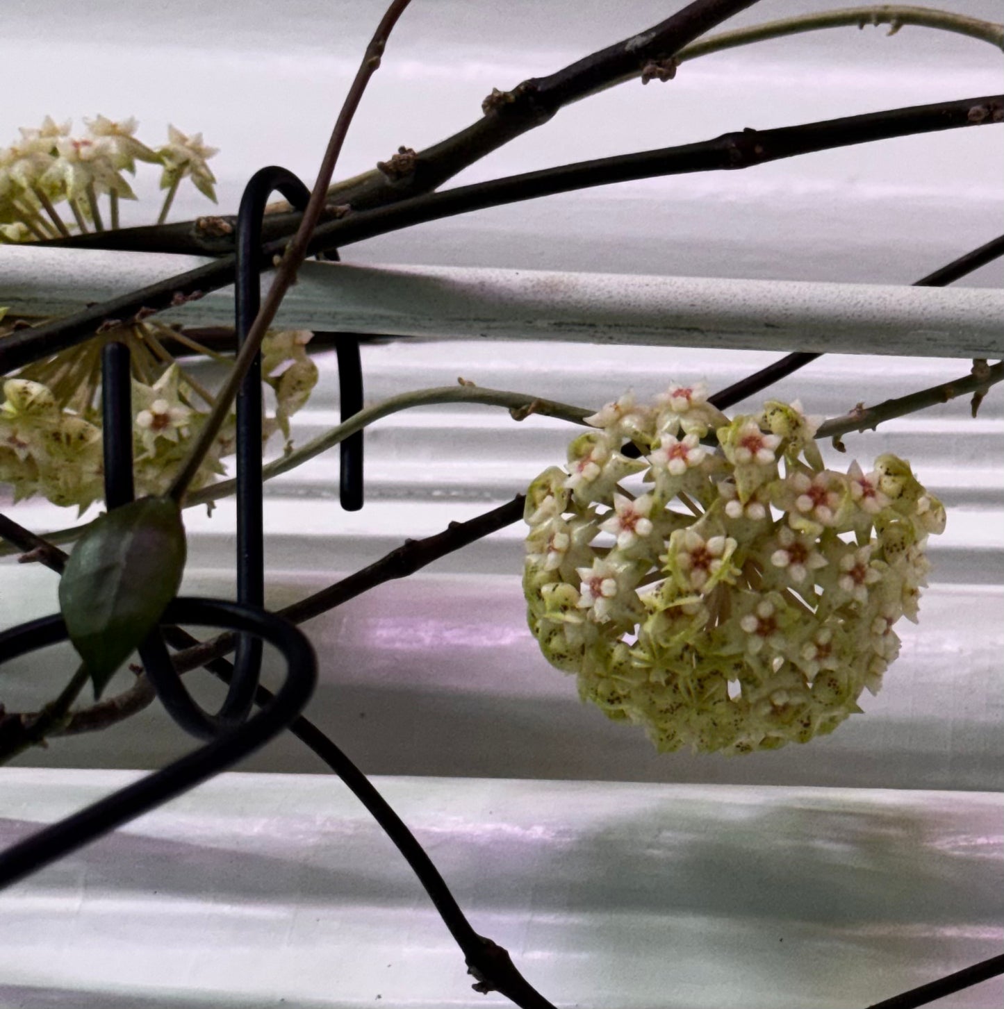 Hoya EBW ‘starry skies’