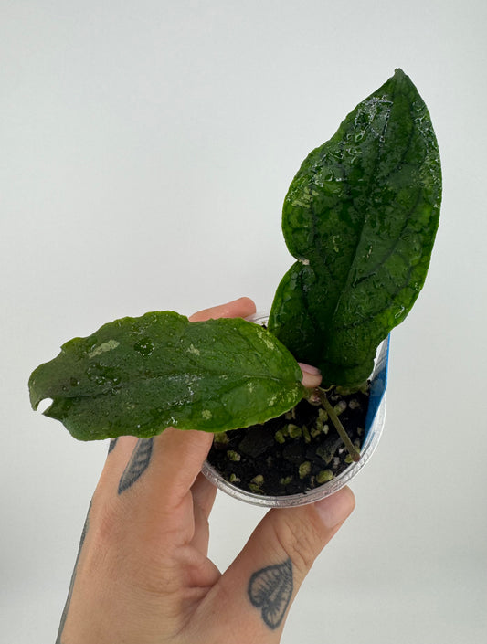 Hoya Ranauensis