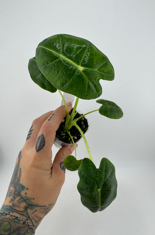 Alocasia Frydek