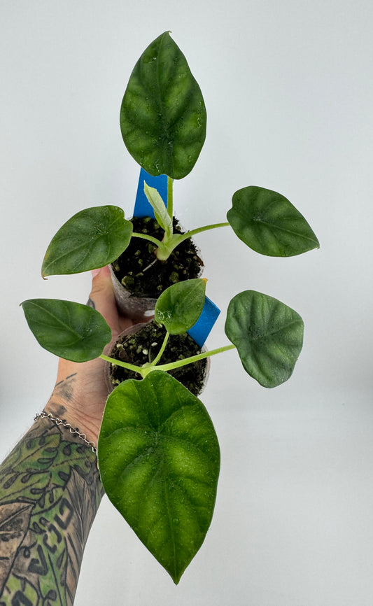 Alocasia Dragon Scale
