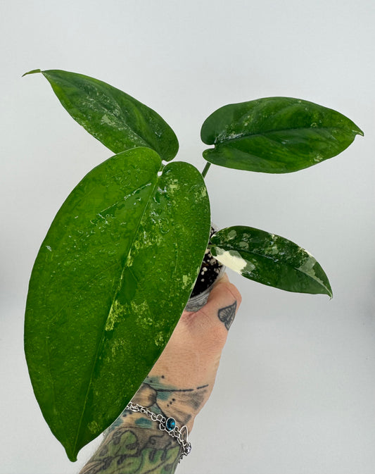Syngonium Chiapense Variegated