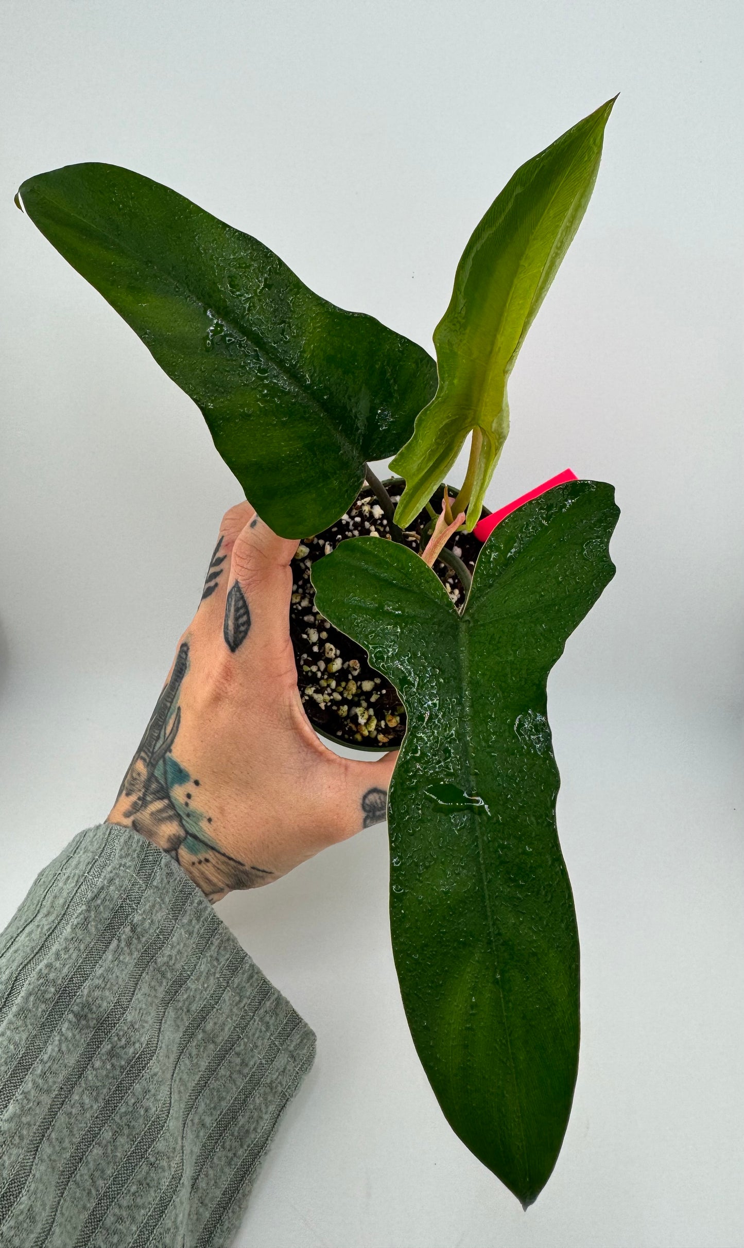 Philodendron Florida Beauty X Mayoi Reverted