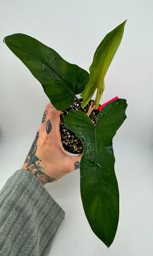 Philodendron Florida Beauty X Mayoi Reverted