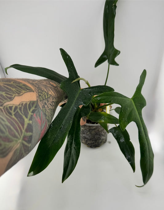 Philodendron Longilobotum/Leylani Miyano