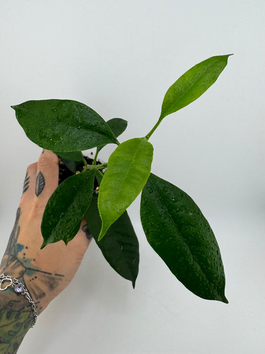 Hoya Multiflora