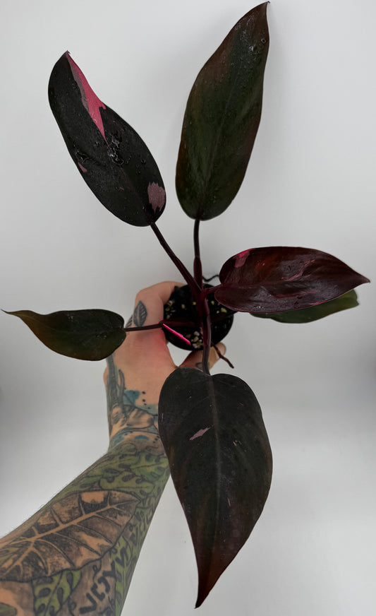 Philodendron Pink Princess variegated